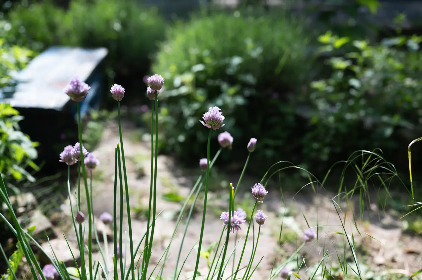 Garten im Knochengarten